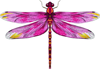 pink yellow dragonfly with delicate wings vector illustration