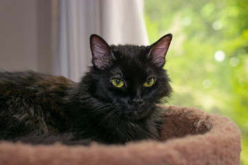 Long-Haired Black Cat Sitting By Window