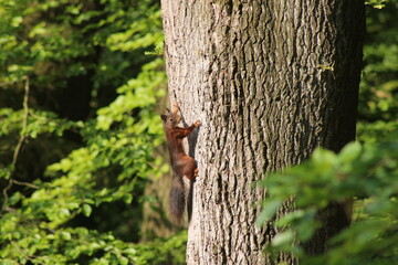 Eichhörnchen klettert am Baum