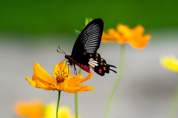 Butterflies and flowers in the garden