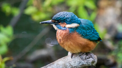 kingfisher on the branch