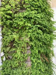 ivy plant covering the outside wall of the building