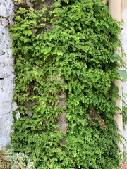 ivy plant covering the outside wall of the building