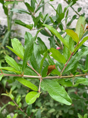 brown caterpillar  on the leaf of the pomegranate tree