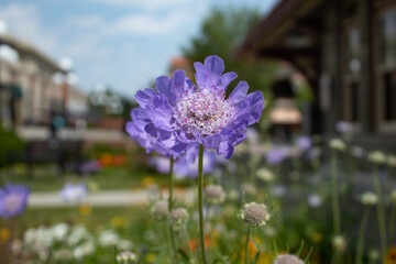 Lavender flowers in the garden
