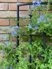 Flowers on Brick Wall