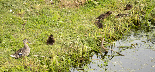 Flock of ducks is dried ashore after swimming