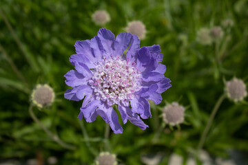 Purple lavender flower