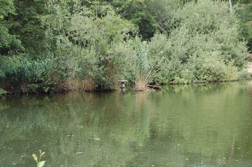 Going fo a walk at the forest lake in Kelsterbach near Frankfurt, Germany in the spring