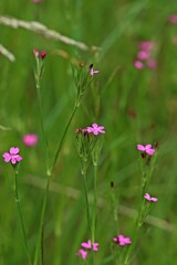 Fototapeta premium Raue Nelke (Dianthus armeria)