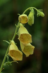 Großblütiger Fingerhut (Digitalis grandiflora).