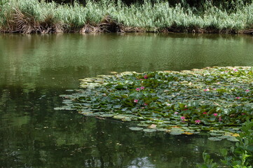 Going fo a walk at the forest lake in Kelsterbach near Frankfurt, Germany in the spring