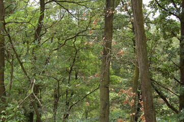 Going fo a walk at the forest lake in Kelsterbach near Frankfurt, Germany in the spring
