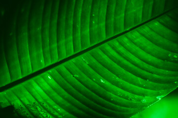 green tropical tree leaf close-up in the dark with lighting with lines along the leaf