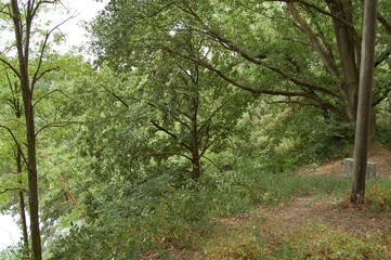 Going fo a walk at the forest lake in Kelsterbach near Frankfurt, Germany in the spring