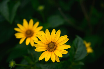 畑のキクイモの花