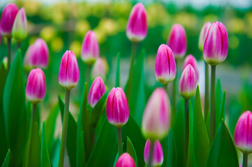 Fototapeta premium Spring scene of tulip field