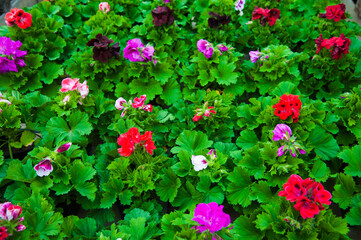Garden greenhouse. Agribusiness