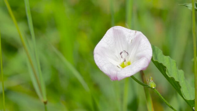 Close-up of a bindweed flower waving in the wind.