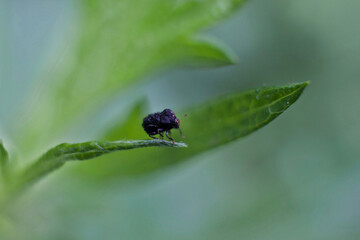 Small bug on blade of grass