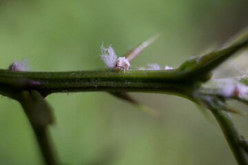 Leafhopper nymph