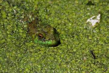 Bullfrog in algae