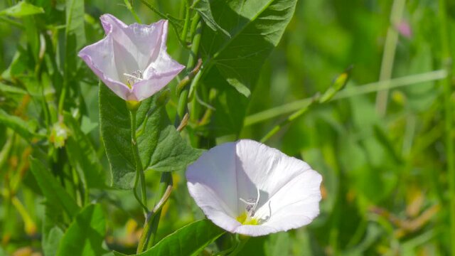 Close-up of a bindweed flower waving in the wind.