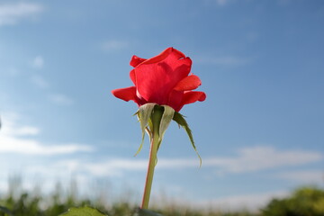 Little red rose standing over the horizon with a blue sky on the background.