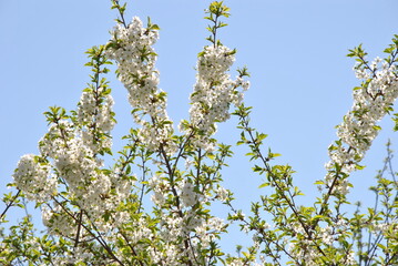 blossoming apple tree