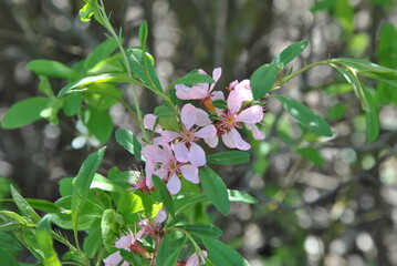 pink and white flowers