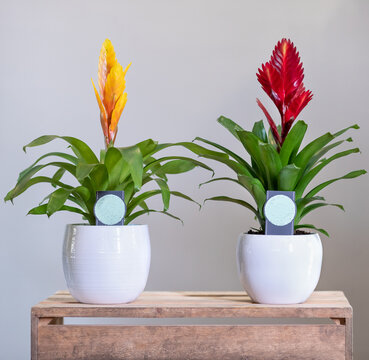 Red and Yellow Bromelia, Bromeliaceae plants in white pot