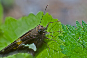 Close up of a skipper