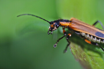 Close up of a soldier beetle