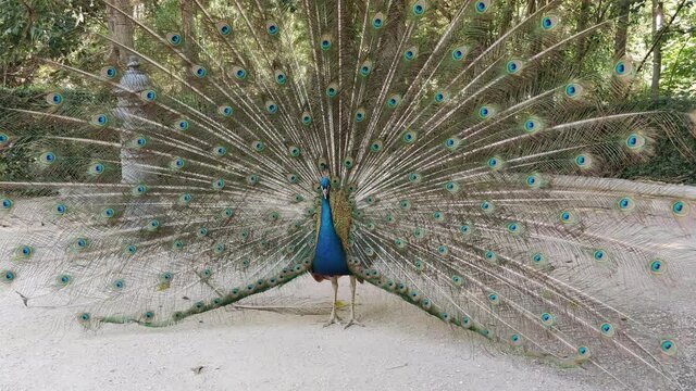 Pavo Real con la cola desplegada en el Campo Grande de Valladolid