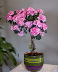 Pink Azalea topiary in the colorful pot