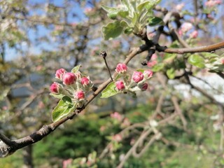 Fototapeta na wymiar pink cherry blossom