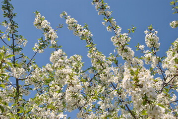 blossoming apple tree