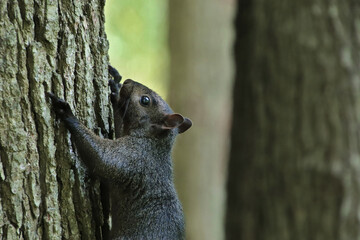 squirrel on a tree