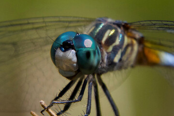 Eyes of a dragonfly
