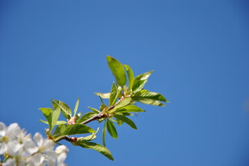 branch of a tree