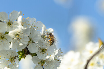 Honigbiene bei der Arbeit