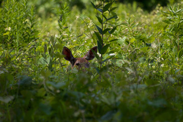 Deer in grass