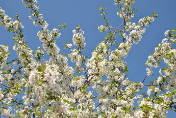 blossoming apple tree