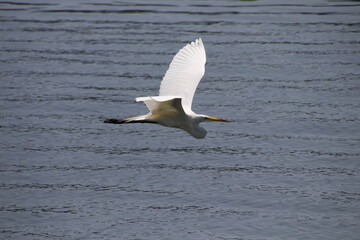 Great egret in flight