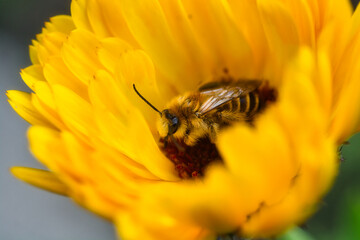 Fototapeta pszczoła w kwiecie obraz