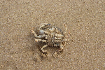 crabe