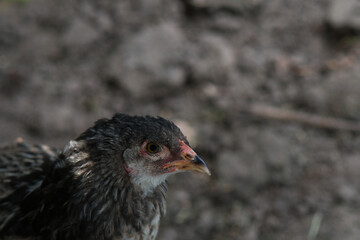Close up from a young female Brahma chicken on a sand background, made in Weert the Netherlands