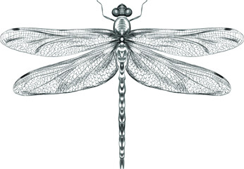 dragonfly black and white sketch with delicate wings vector illustration black and white sketch - obrazy, fototapety, plakaty