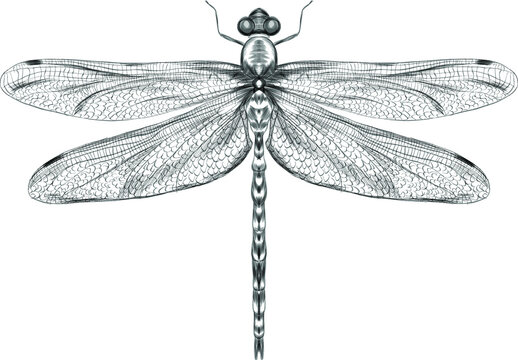 dragonfly black and white sketch with delicate wings vector illustration black and white sketch