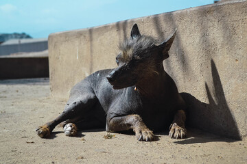 Perro sin pelo de Per&uacute;, tradicional de la cultura Peruna.